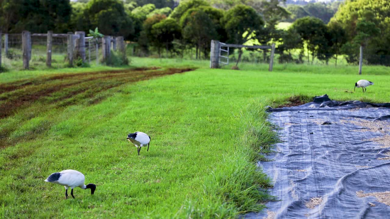 Ibises search for food in a lush, green field beside a plastic sheet, under soft natural lighting