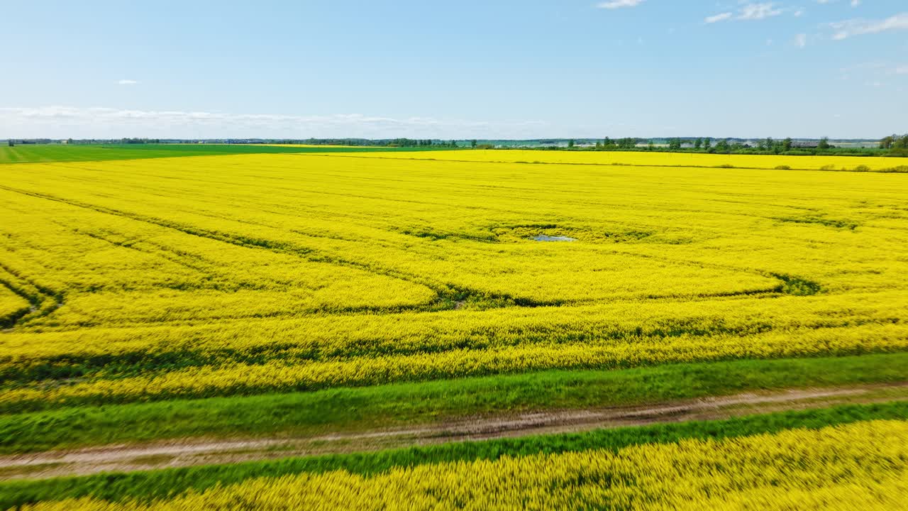 Drone overview of blooming rapeseed field with tractor lines and natural crop patterns
