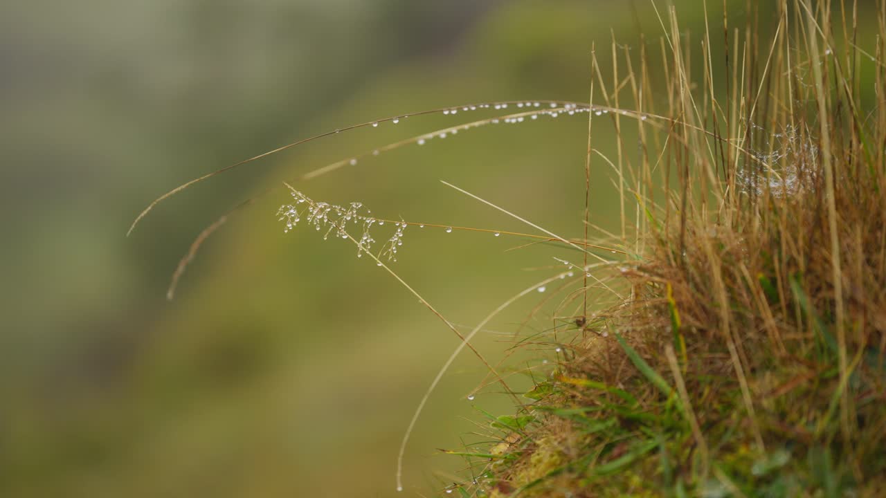Close Up of Dew Drops on Grass Blades