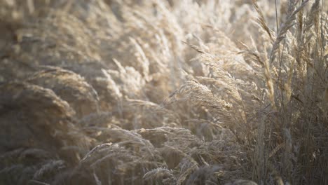 Delicate-dry-grass-ears-dancing-to-the-rhythm-of-the-wind,-their-gentle-movements-captured-in-a-dreamy-close-up-shot-against-a-blurred-backdrop