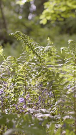 Bosque-De-Video-Vertical-Con-Campanillas-Y-Helechos-Que-Crecen-En-El-Campo-Del-Reino-Unido