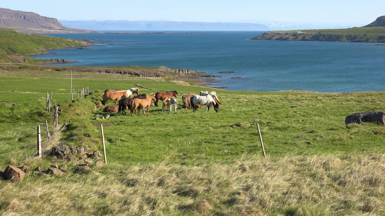 아이슬란드 조랑말 말은 아이슬란드의 westfjords 피요르드 지역의 녹색 들판에 서 있습니다.