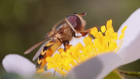 hoverflies, flower flies or syrphid flies, insect family syrphidae.they disguise themselves as dangerous insects wasps and bees.the adults of many species feed mainly on nectar and pollen flowers.