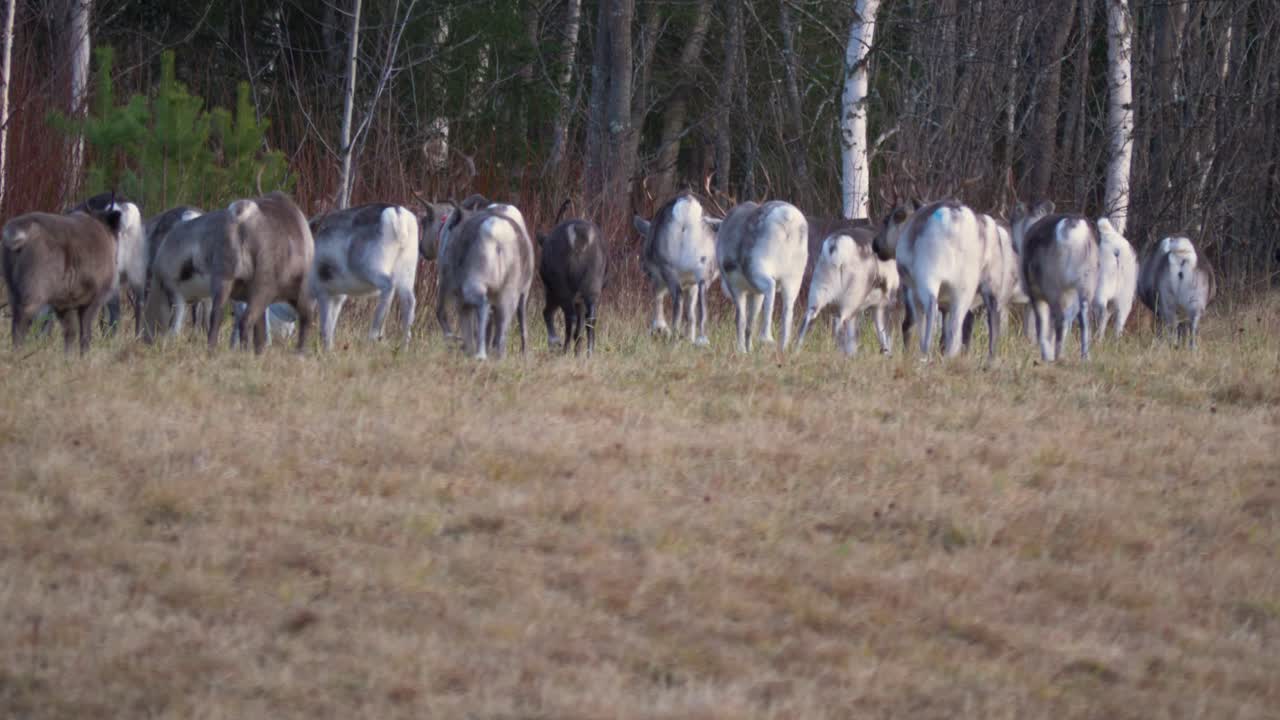 숲 근처의 야생 들판에서 풀을 뜯는 큰 순록 떼 - 낮은 각도의 중간 샷
