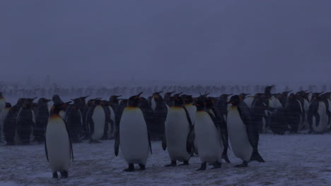 Pingüinos-Rey-Caminando-A-Través-De-La-Cámara-En-Una-Playa-En-Una-Tormenta-De-Nieve