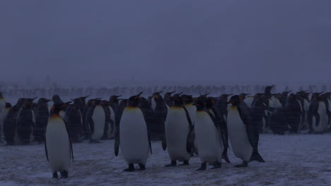 Königspinguine,-Die-In-Einem-Schneesturm-An-Einem-Strand-über-Die-Kamera-Laufen