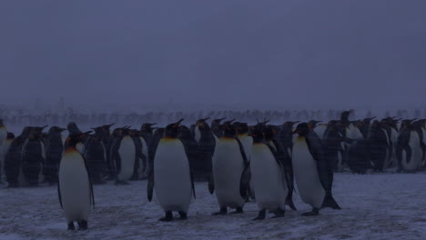 king penguins walking across camera on a beach in a snow storm