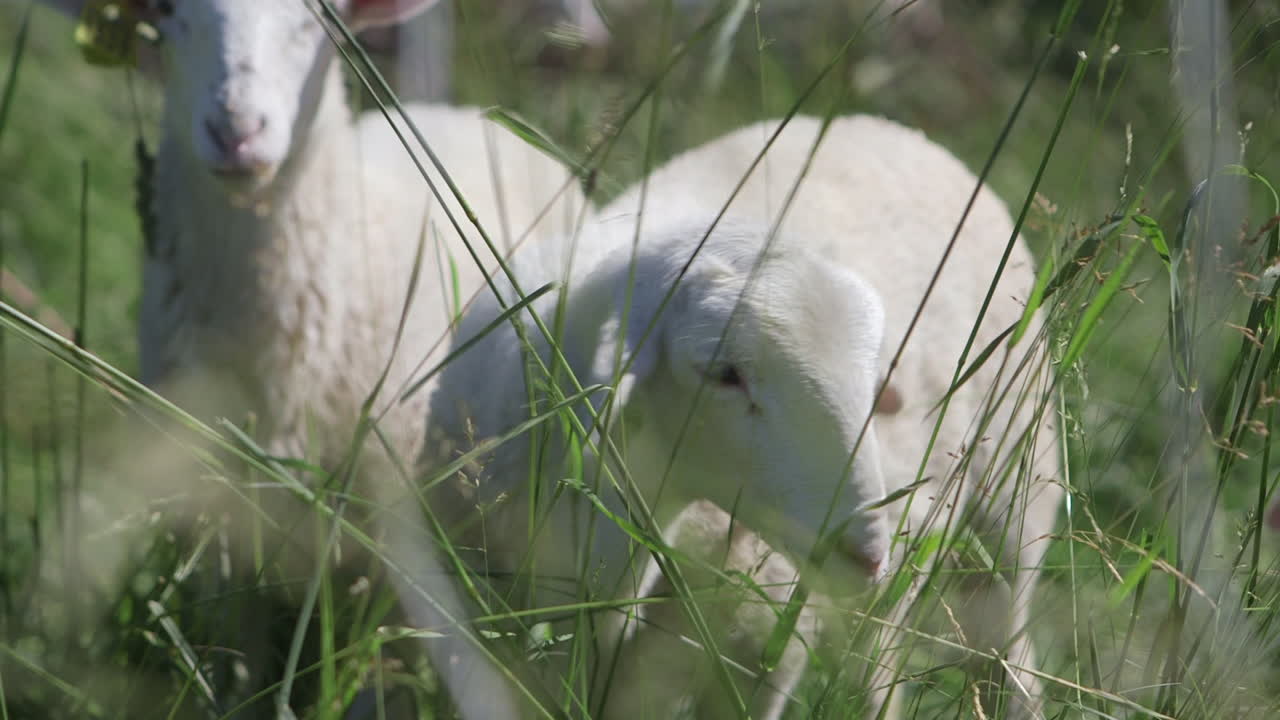 ovejas y corderos pastan en un campo verde de hierba alta 1