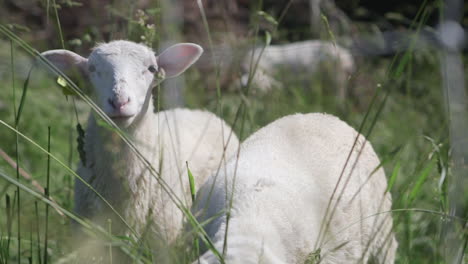 ovejas y corderos pastan en un campo verde de hierba alta 1