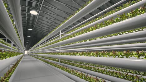 vertical farming facility with hydroponic lettuce