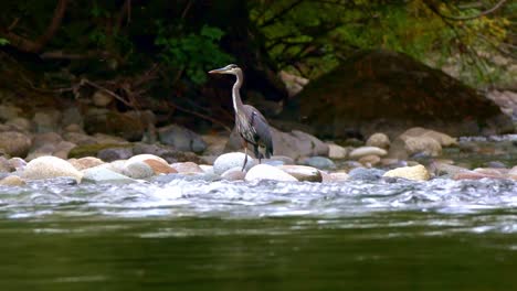 great blue heron standing in river to fish for salmon