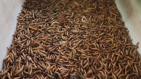 mealworms in a plastic box. close up