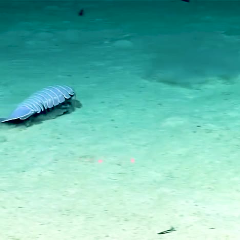 isópodo gigante en el golfo de méxico 2017