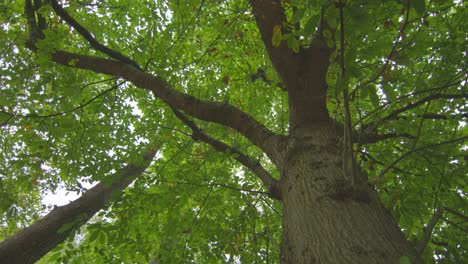 low angle view of tall tree