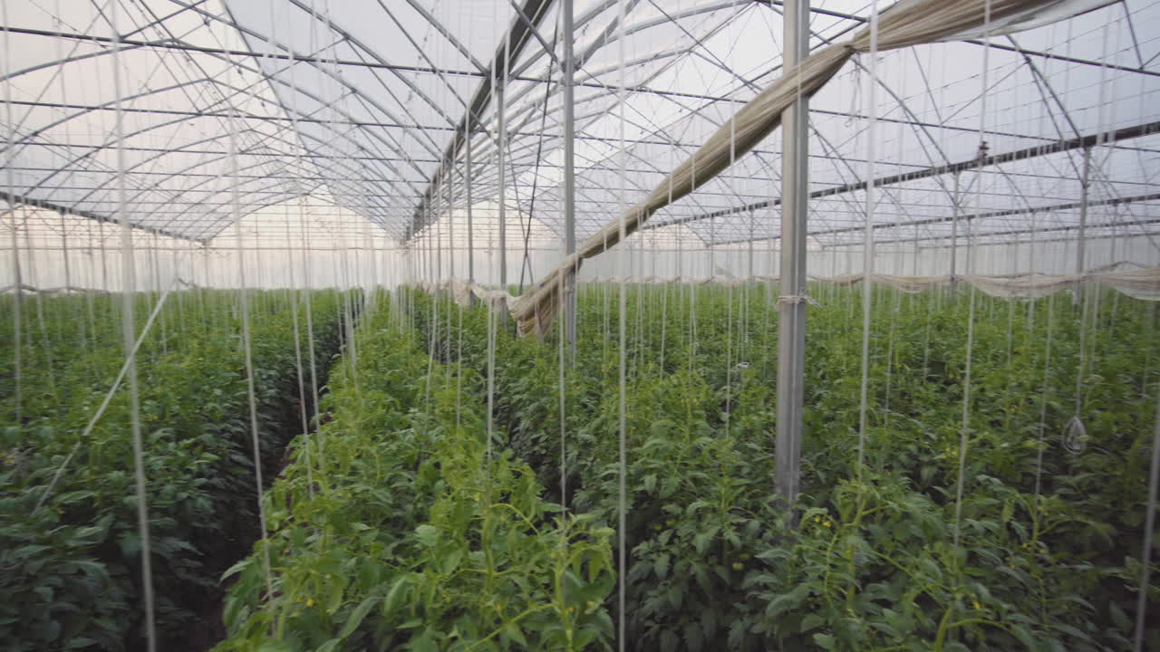 Tomato Plants Growing in a Greenhouse