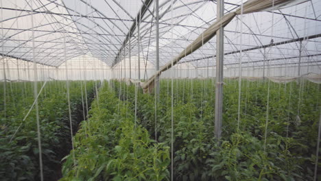 tomato plants growing in a greenhouse