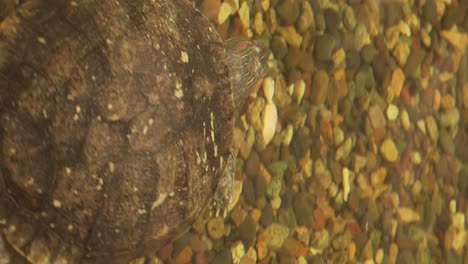 turtle swimming in the water of an aquarium