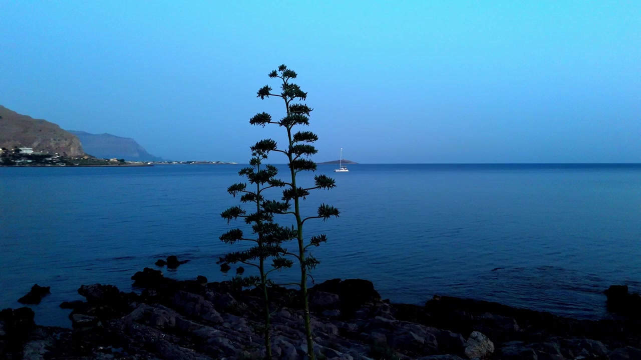 Luftfoto i den blå time i Sferracavallo, Sicilien, med en markant silhuet af en agaveplante i forgrunden og Isola delle Femmine synlig over Middelhavet ved skumringstid.