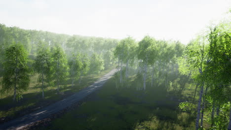 dirty-road-through-summer-forest