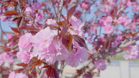 beautiful spring tree flowers blossom, close up