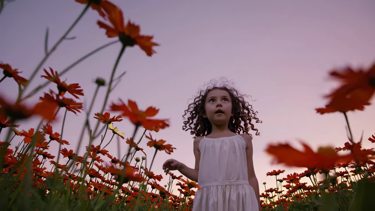 Low-angle video shot of a child in a field of red flowers at dusk, capturing a whimsical and dreamy