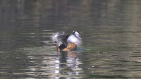 white-tufted grebe on wavy water shakes head and flaps wings, close-up