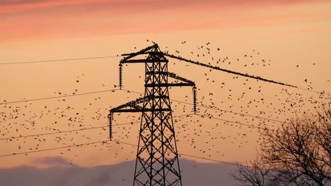 Starlings-land-on-and-fly-past-electricity-pylon-against-the-evening-sky