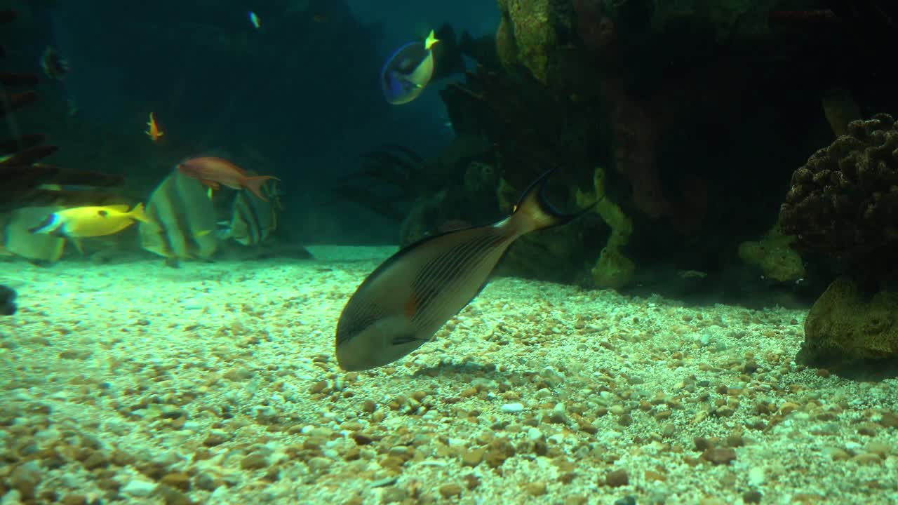 Coral reef Background. Sealife Concept