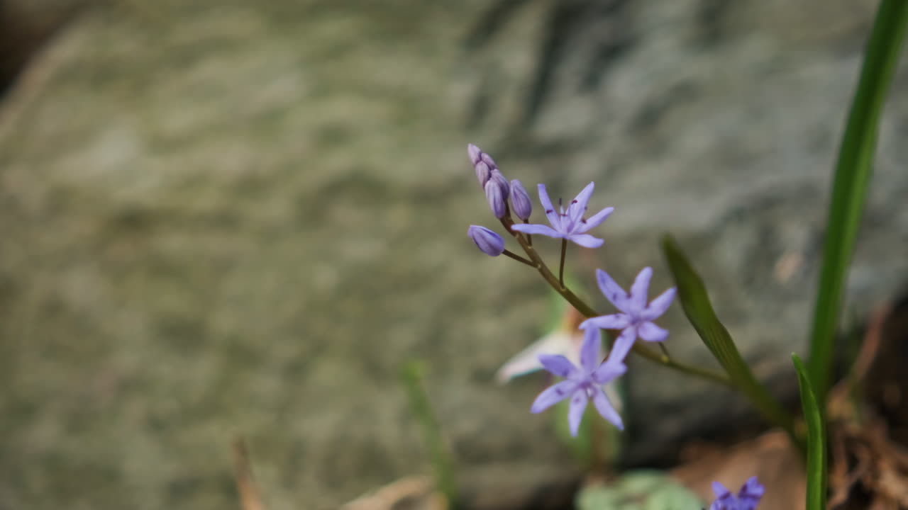 plántulas en el bosque con flores violetas recién florecidas durante el invierno tardío - primer plano, toma deslizante a la derecha
