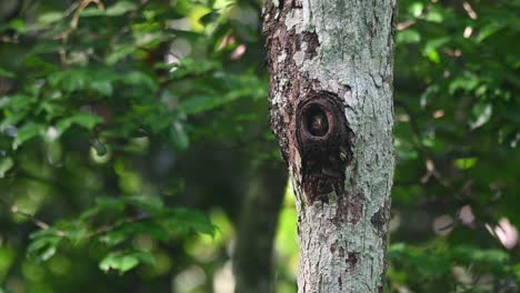 collared pygmy owl, taenioptynx brodiei, kaeng krachan, thailand