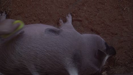 pig in the zoo farm closeup