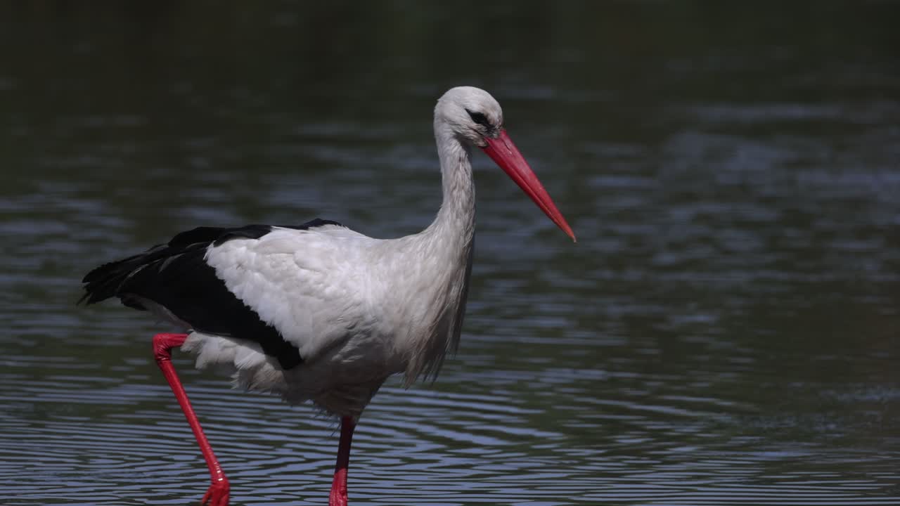 White stork searching for food on a marsh in slow motion