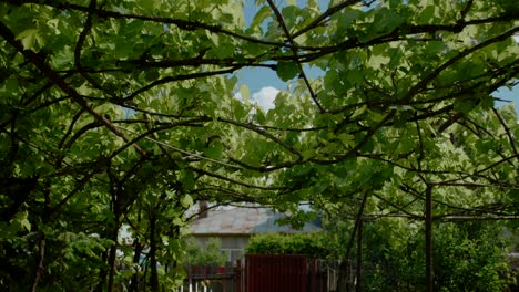 Grape-vine-plants-arch-on-home-garden,-close-up