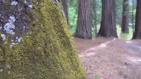 4k rack-focus shot starts with dreamy blur on a moss-draped tree trunk, then pulls crisp, revealing the bark’s texture and emerald moss strands