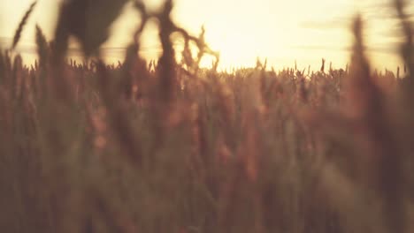 sunset over a wheat field