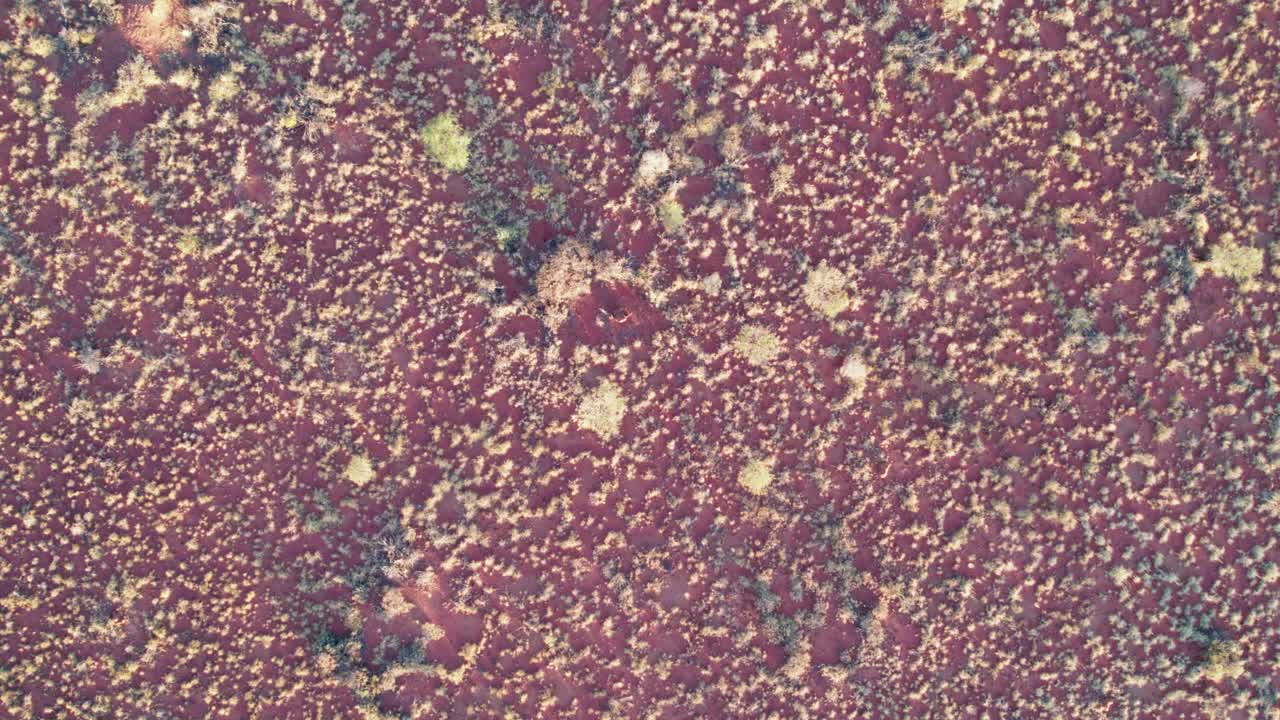 imágenes de drones verticales de vegetación en el tanami