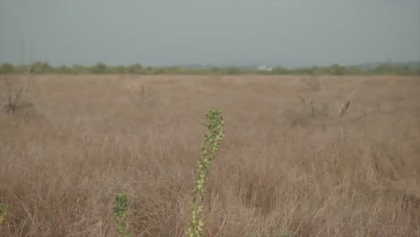 Toma-Panorámica-De-Un-Campo-Reseco-Con-Plantas-Dispersas-Y-Un-Camino-Delgado-Y-Polvoriento-Con-Vistas-Al-Cielo-Azul-En-Un-Día-Soleado