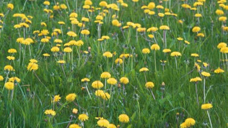 Yellow-Dandelion-Flower-Against-a-Yellow-green-Bokeh