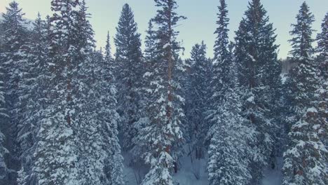 Snow-covered-forest-high-up-in-the-rocky-mountains