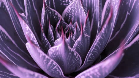 close-up of a purple and grey succulent with red tips