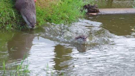 Group-of-young-playful-otters