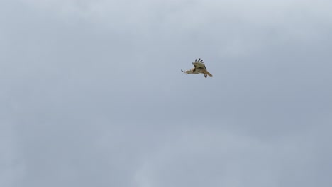 Gran-Halcón-Flotando-En-El-Aire-Para-Ver-Pequeñas-Presas-En-El-Suelo