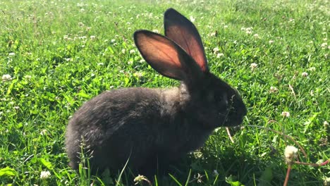 black rabbit in a sunny field