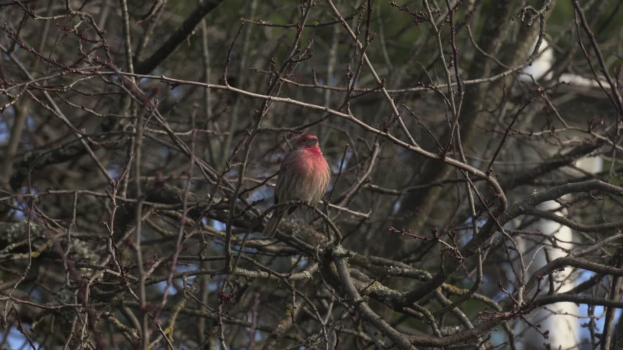 캐나다의 겨울 동안 나무에 앉아 바람에 흔들리는 붉은 색 수컷 핀치새