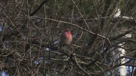 Roter-Männlicher-Hausfink,-Der-In-Einem-Baum-Sitzt-Und-Sich-Im-Winter-In-Kanada-Mit-Dem-Wind-Wiegt