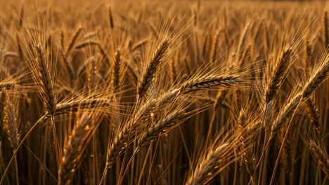 golden fields of wheat: captivating sunrise over a bountiful crop, showcasing nature's splendor and the beauty of agricultural growth