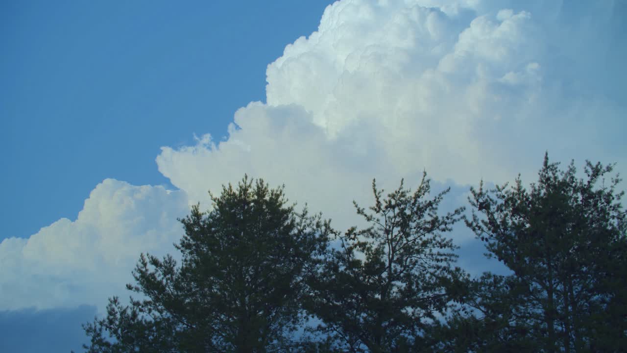 un lapso de tiempo de nubes blancas hinchadas que pasan y se transforman rápidamente sobre árboles de hoja perenne