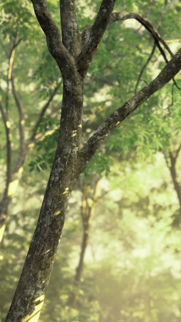 La luce del sole filtra attraverso gli alberi verdeggianti in un ambiente forestale sereno