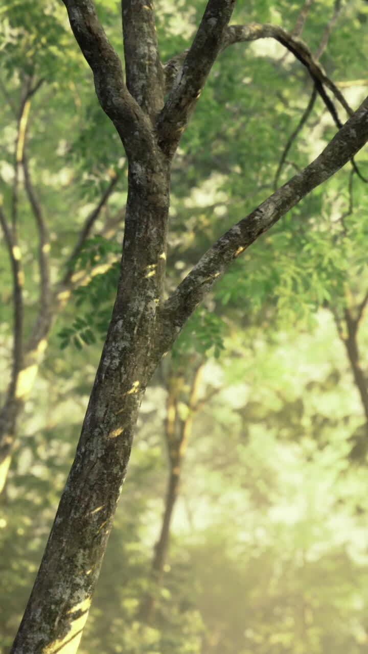 La luce del sole filtra attraverso gli alberi verdeggianti in un ambiente forestale sereno