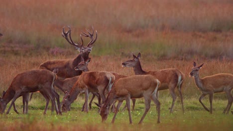 dominant red deer stag struts among harem of hinds in meadow at sunrise